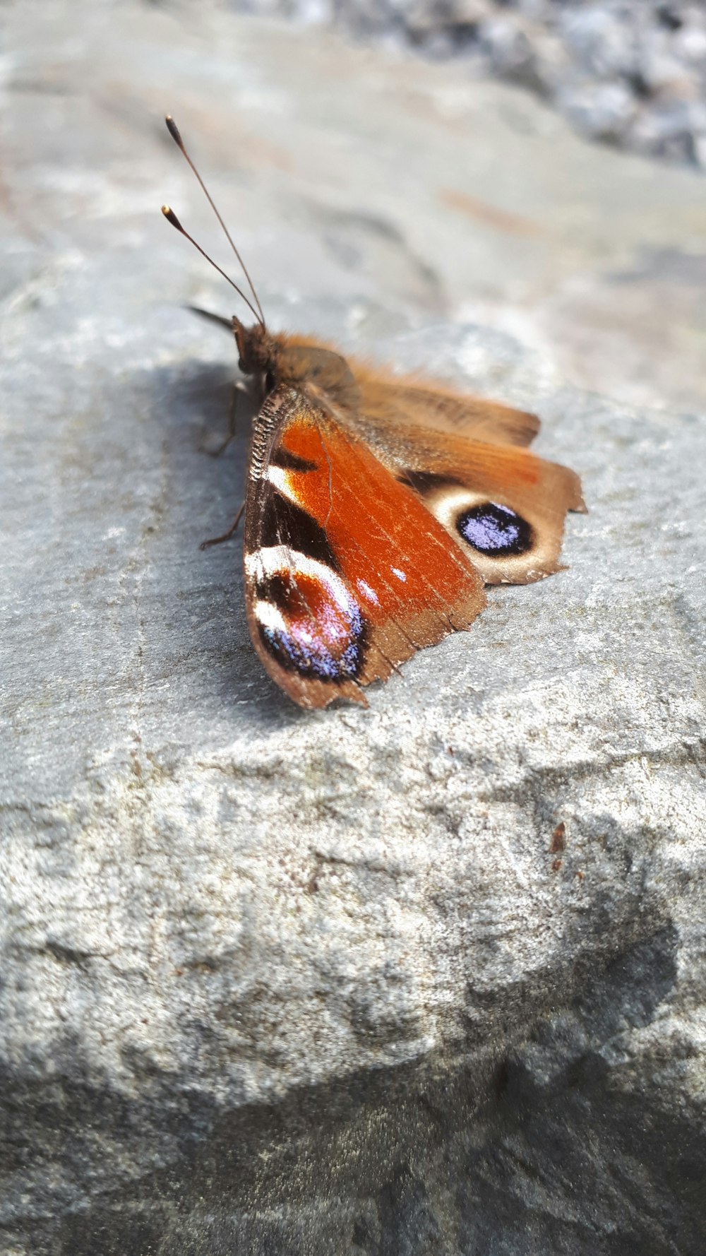 peacock butterfly perched on gray stone