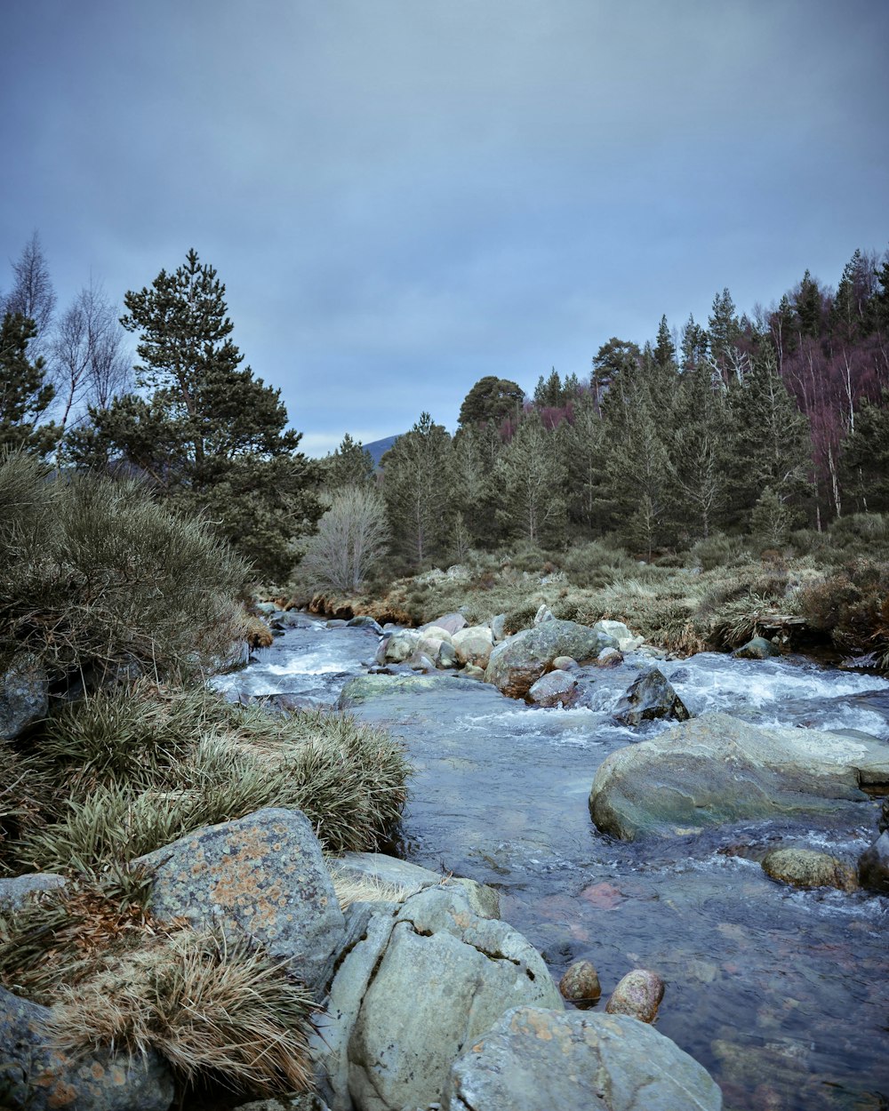 photography of river between green trees during daytime