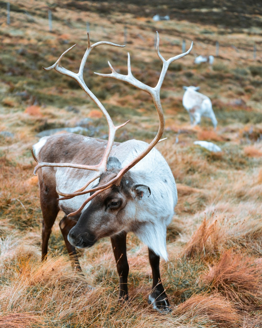 brown and white antelope standing on brown grass