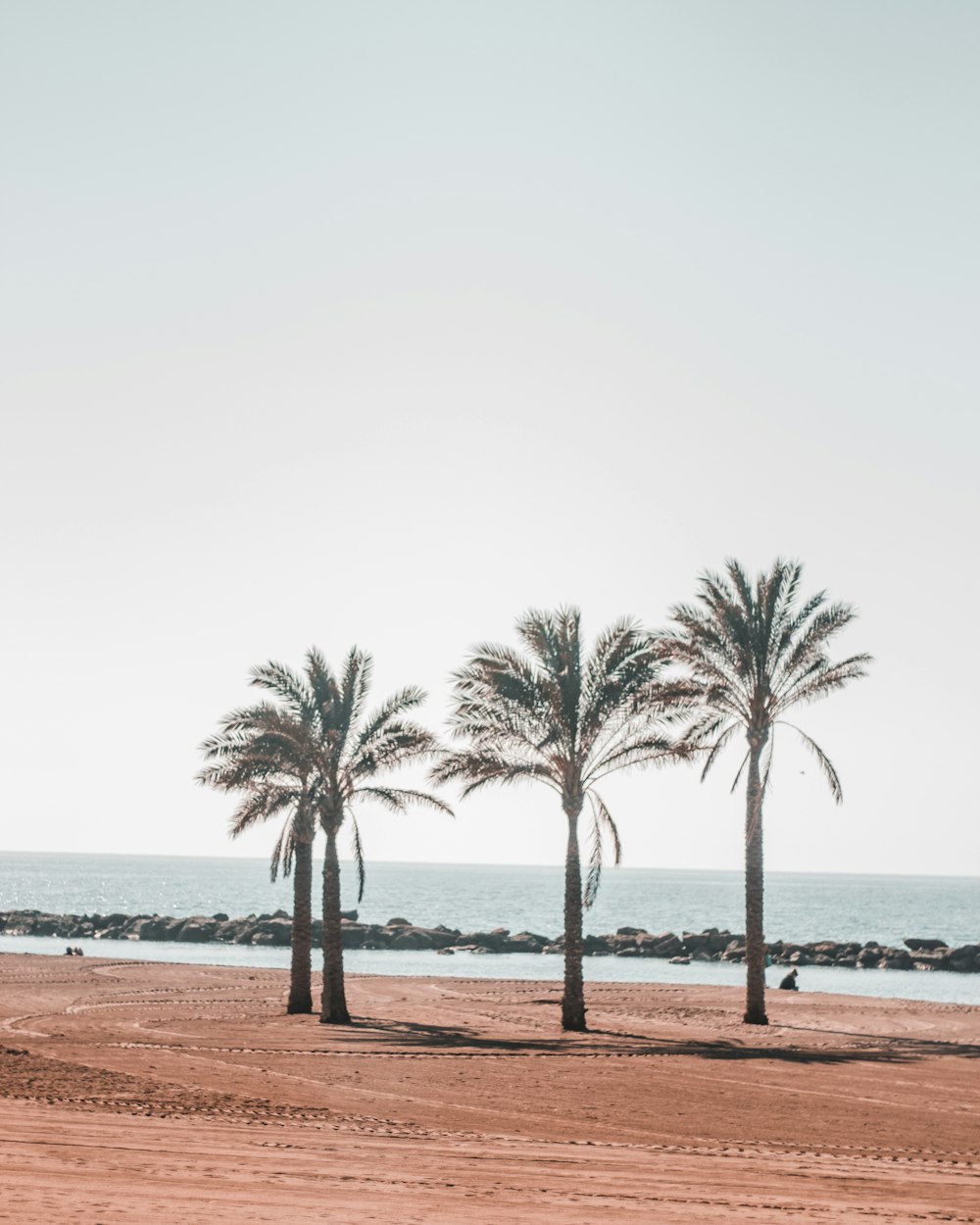 three green palm trees beside sea