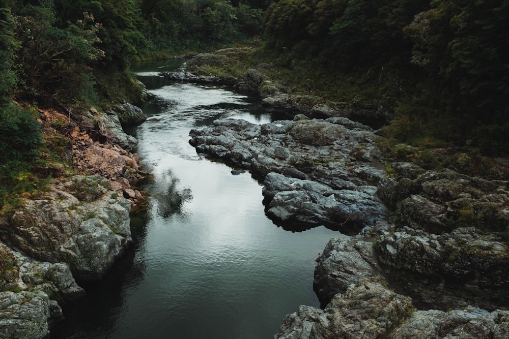 green trees beside river during daytime