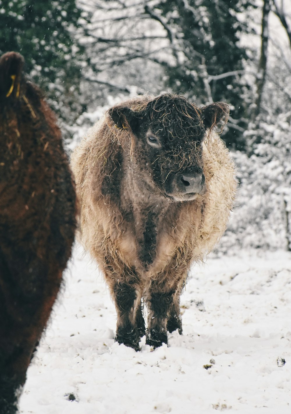 bovins sur champ de neige