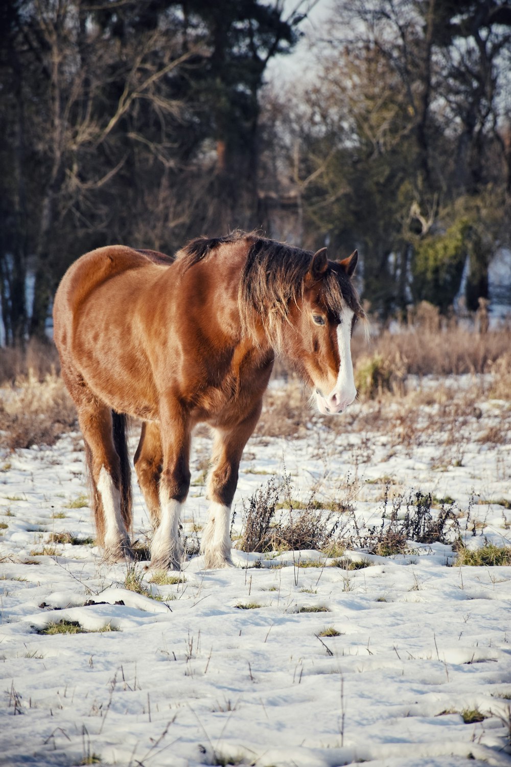 caballo marrón y blanco en campo nevado