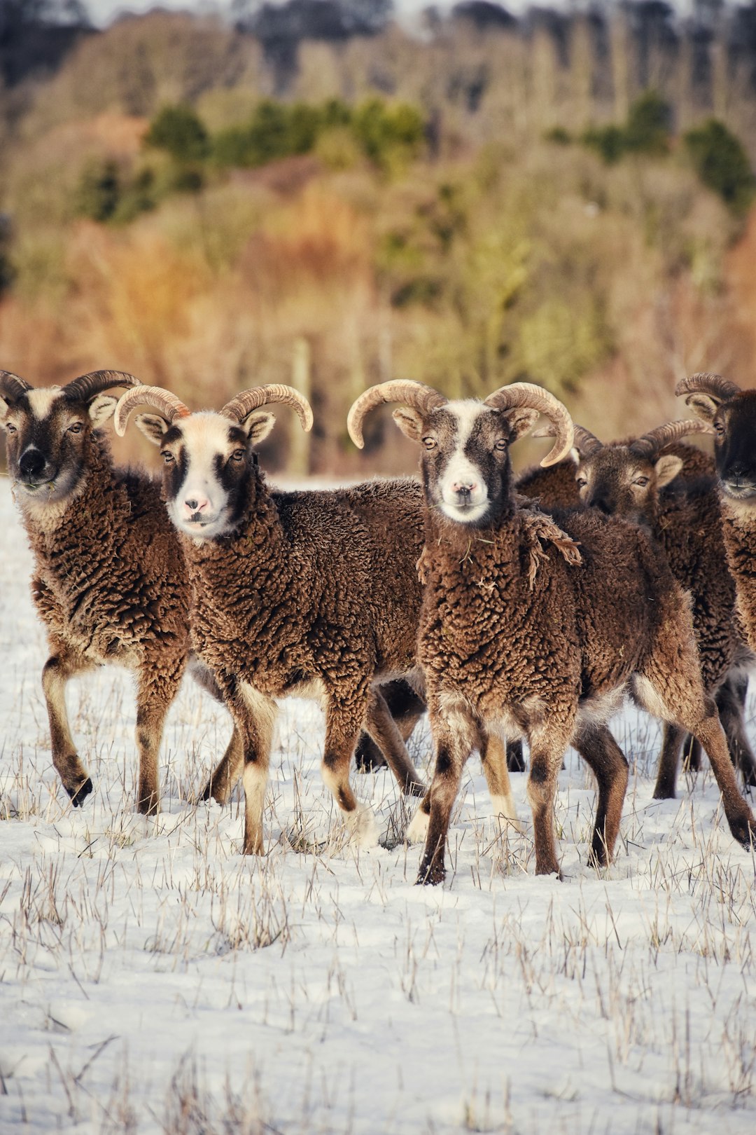 brown rams on snow covered field at daytime