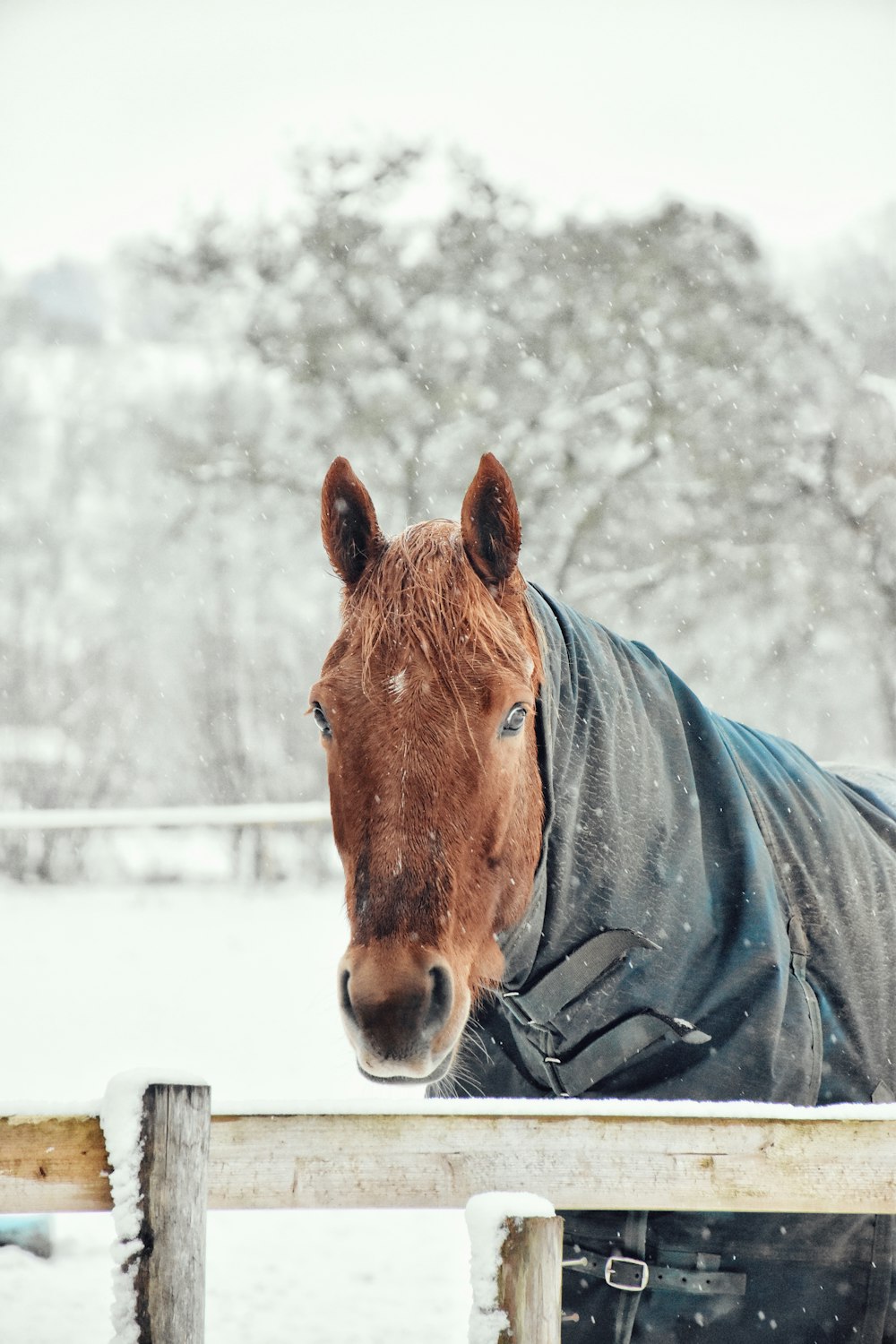 brown horse standing beside beige fence during winter