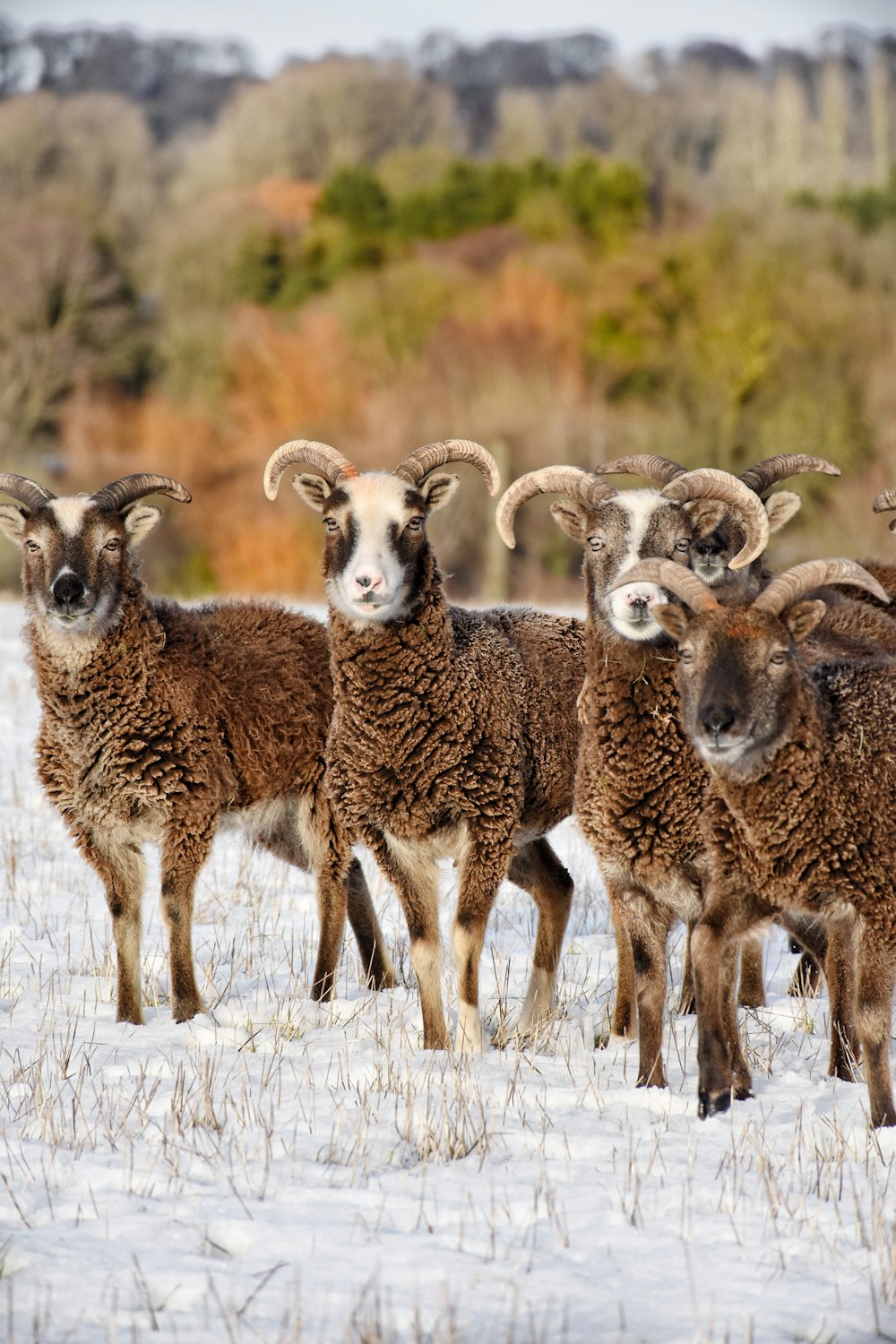 four brown rams