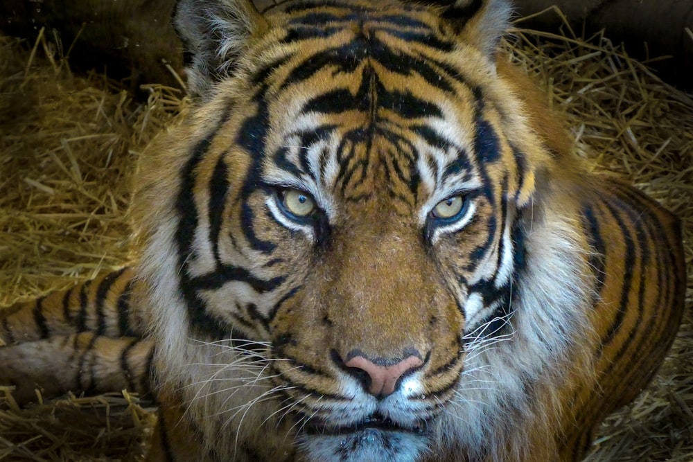 tigre marrom e preto deitado na grama marrom