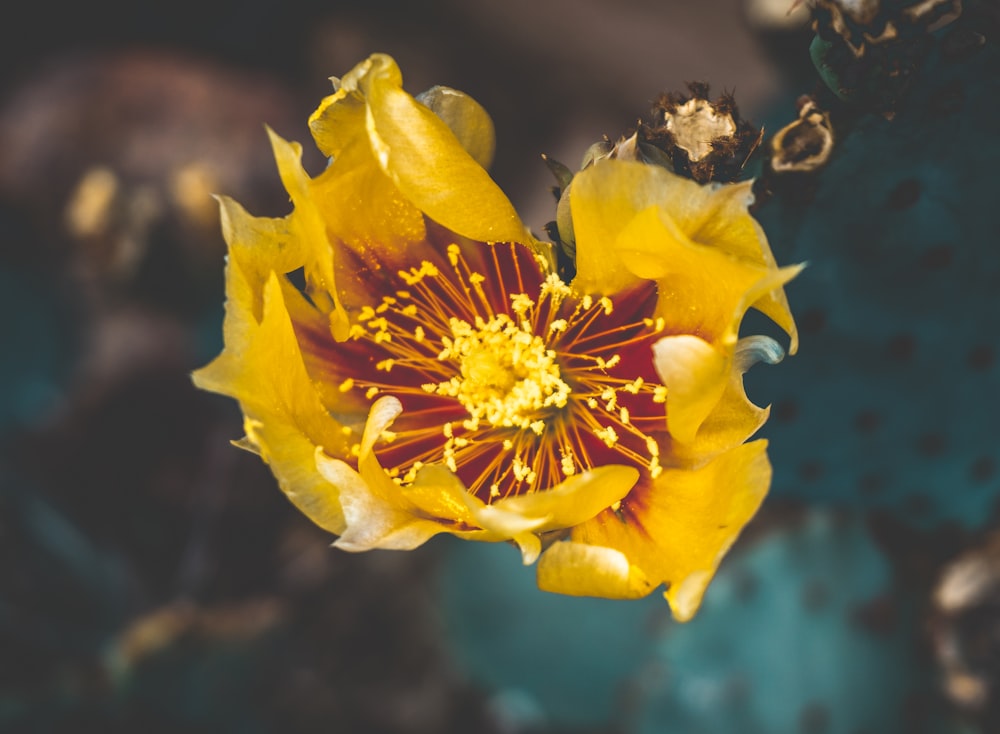um close up de uma flor amarela e vermelha