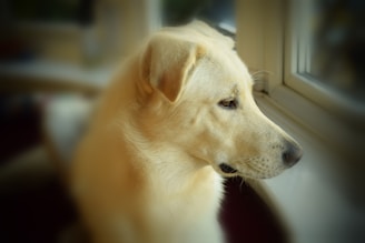 A concerned dog sitting alone by a window, looking longing outside.