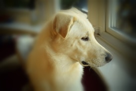 A large, light-colored dog gazes pensively out of a window, with soft lighting enhancing the dog's gentle features. The background is blurred, focusing attention on the dog's contemplative expression.