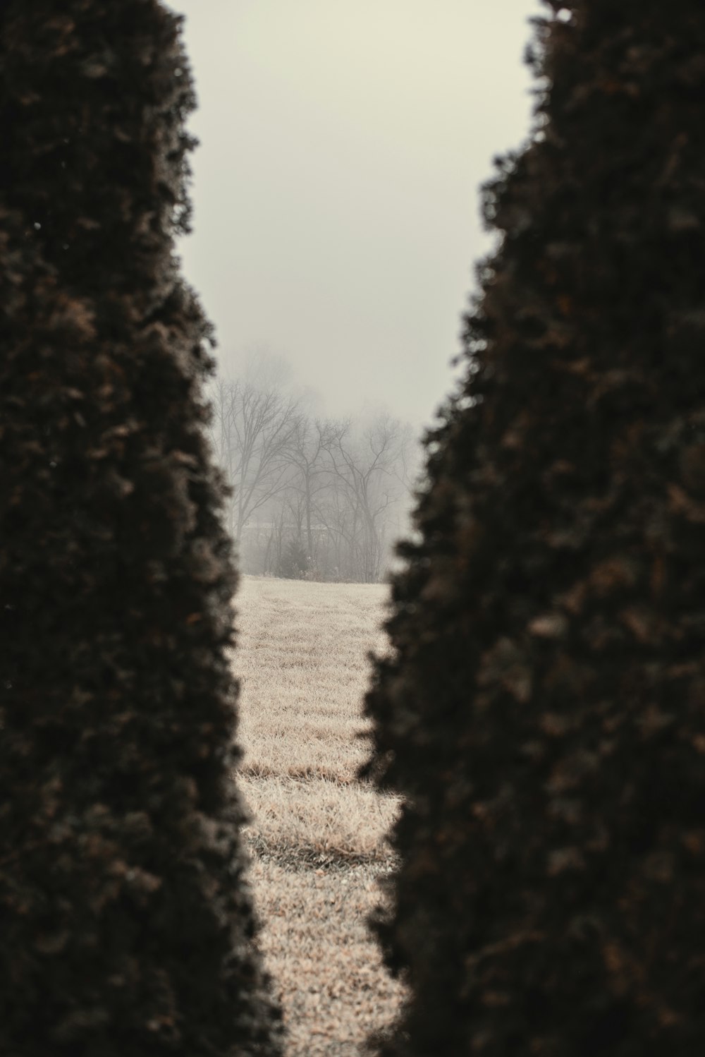 bare trees during