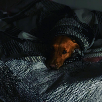 short-coated brown dog covered by blanket