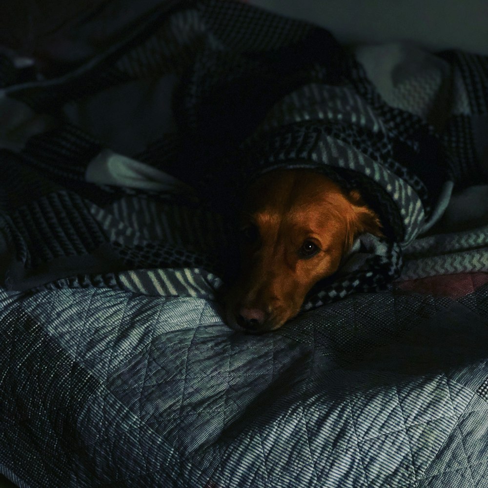 short-coated brown dog covered by blanket
