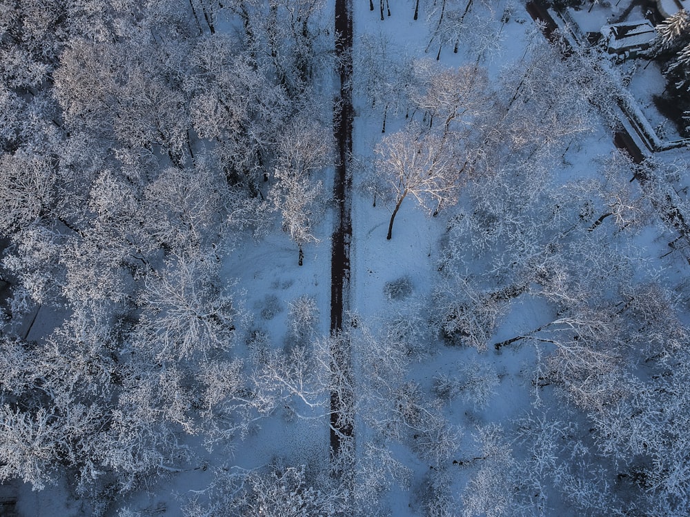 aerial photography of road in between trees