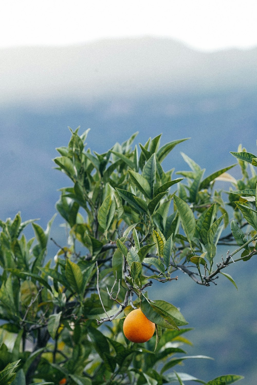 orange plant