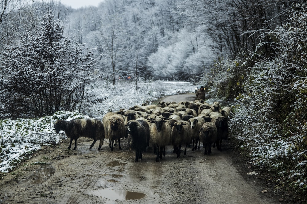 herd of goat on dirt road between trees during daytime