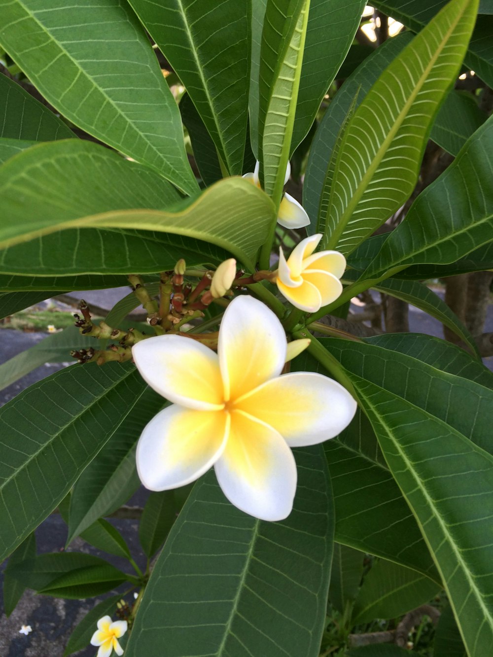 white 5-petaled flower during daytime