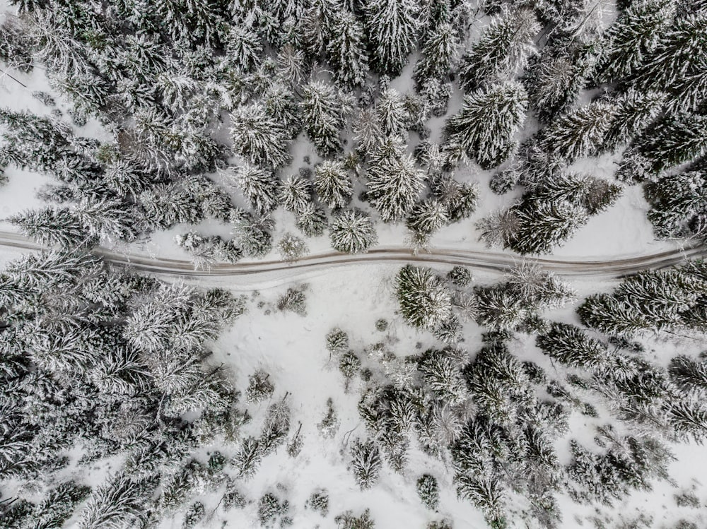 雪に覆われた森の真ん中を走る道