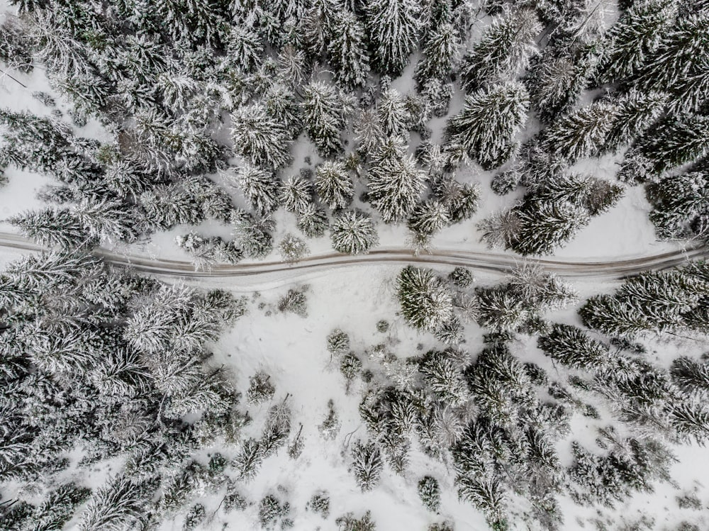 Attraversamento della strada in mezzo a una foresta innevata