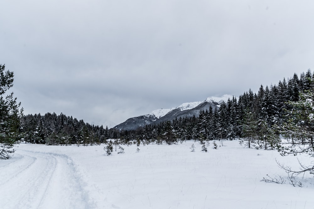 green trees on white snow during daytime