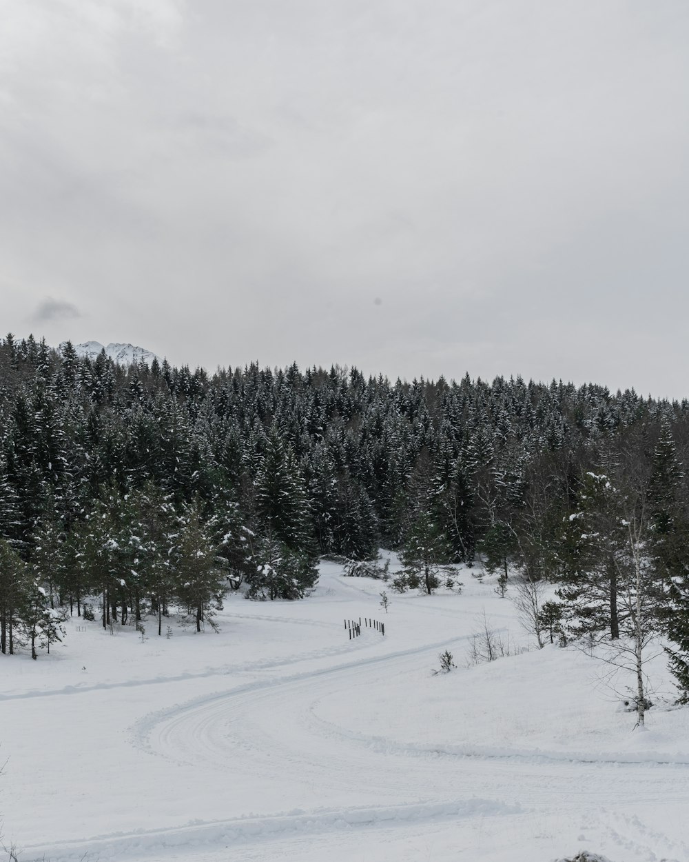 green pine trees on snow mountain