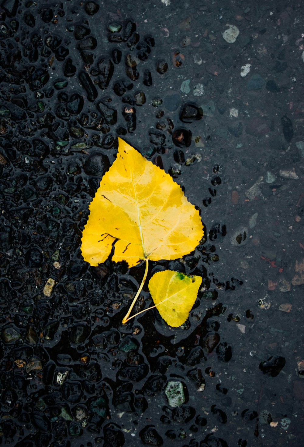 yellow leaf on water