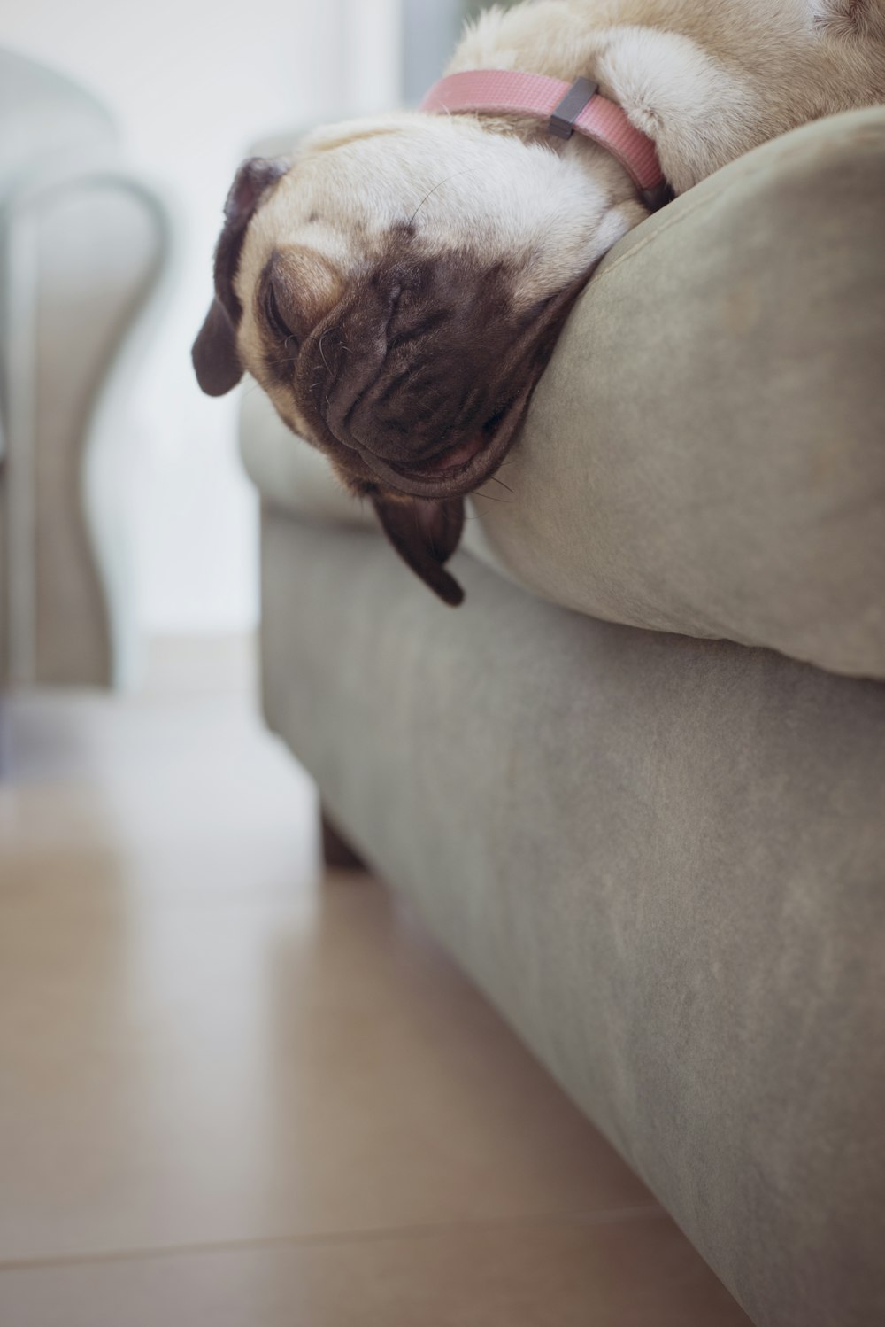 fawn pug lying on sofa