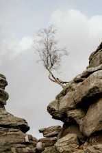 person leaning on tree on top of rock