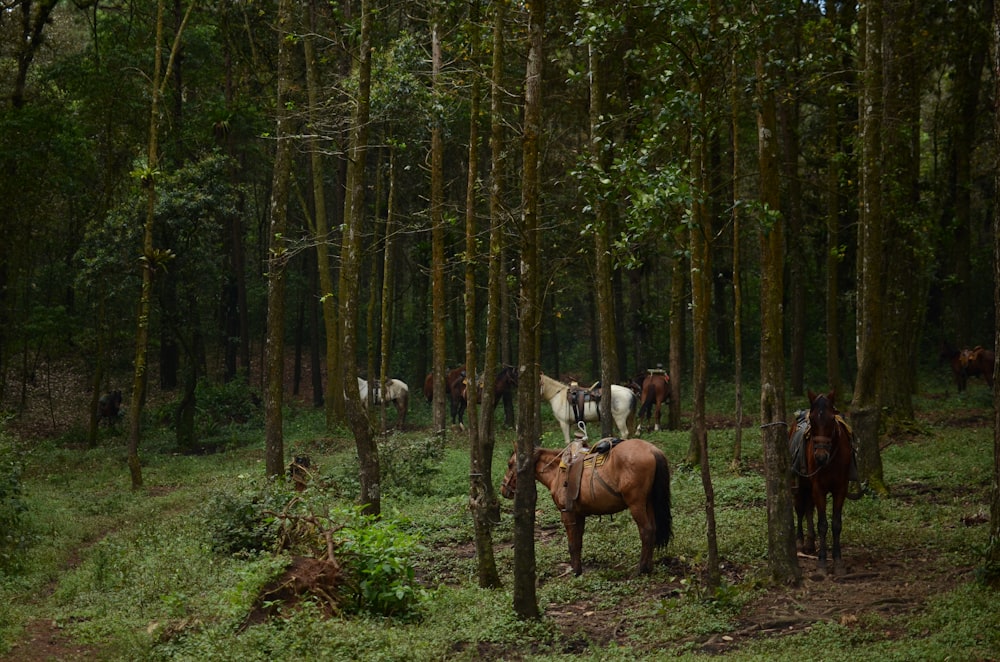 horses tied to trees photos