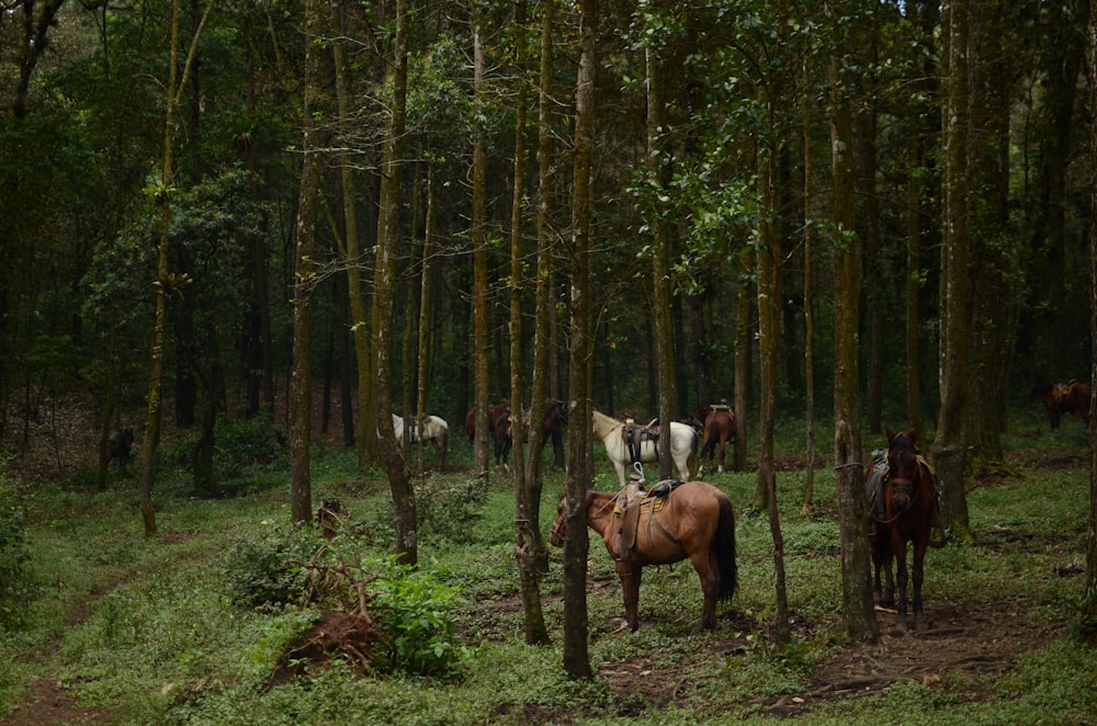 fotos cavalos amarrados a árvores