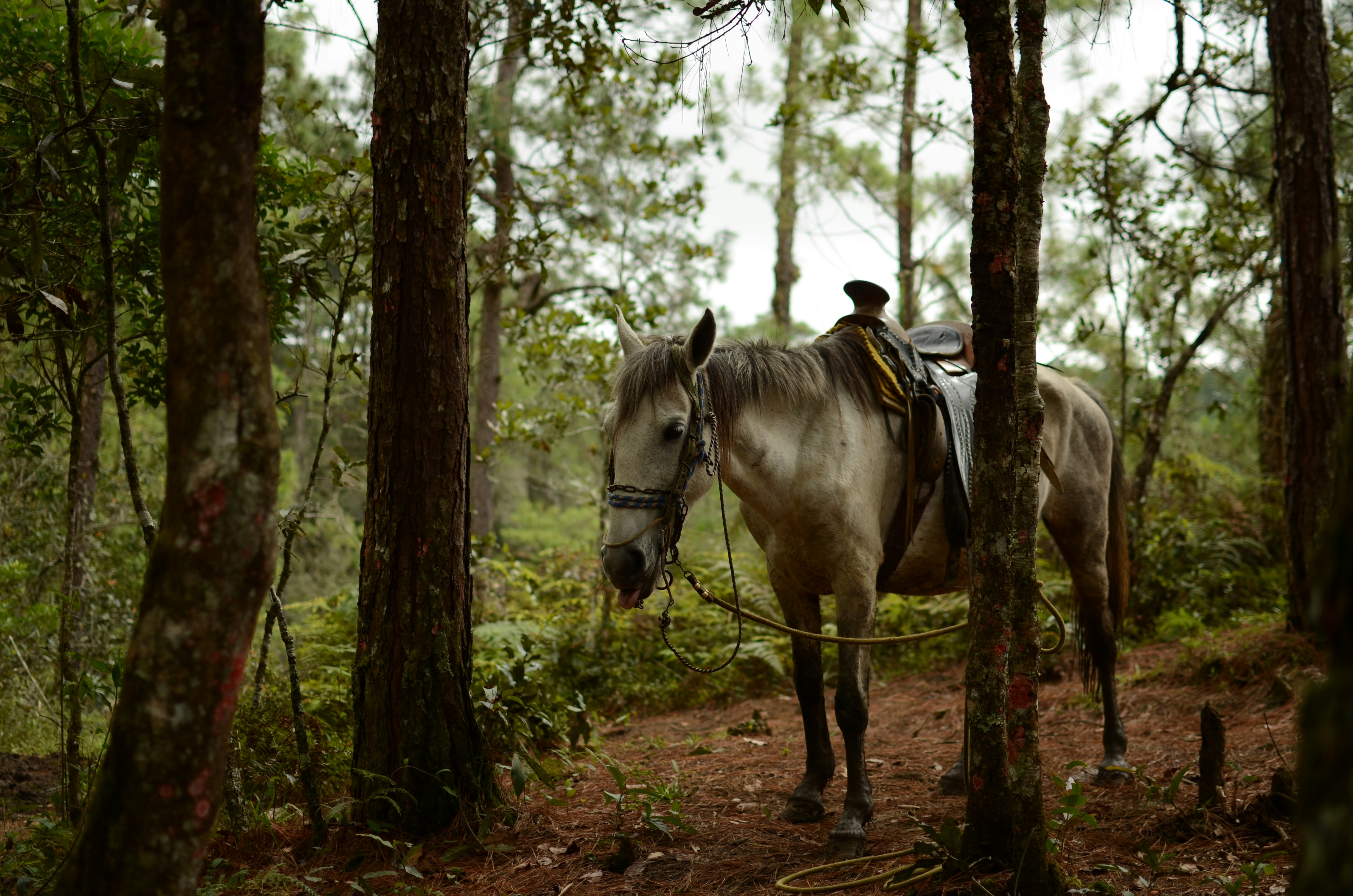 cheval blanc à côté de l’arbre