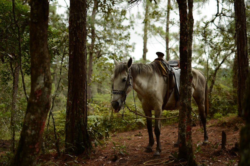 white horse beside tree