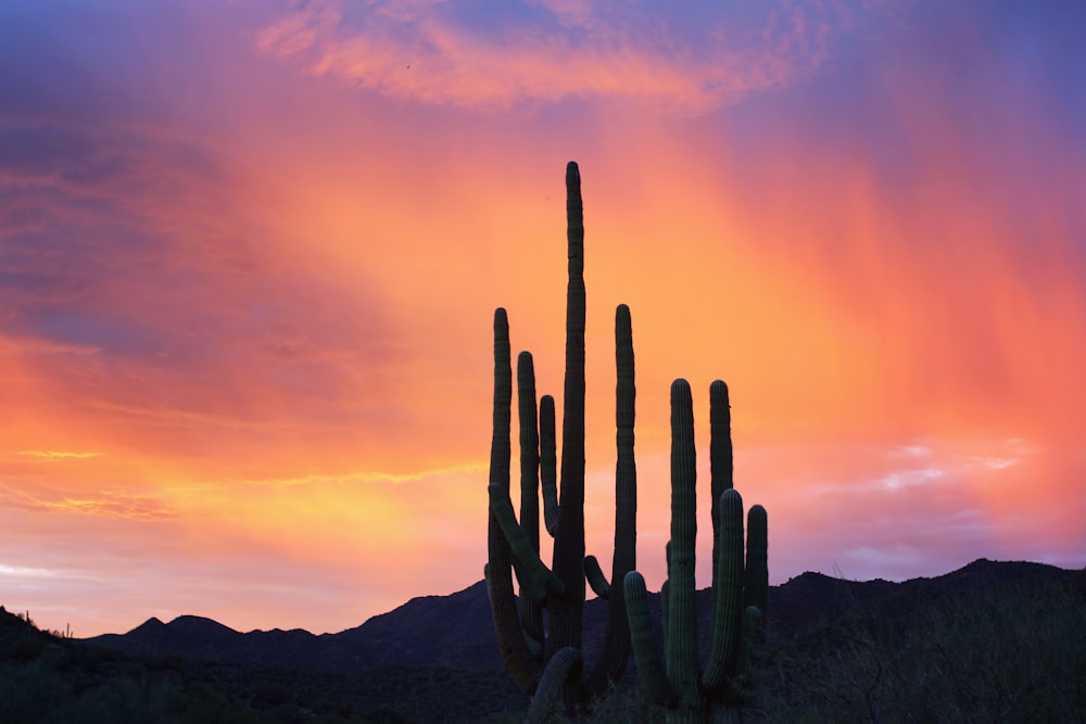 green cactus under purple and brown sky during golden hour
