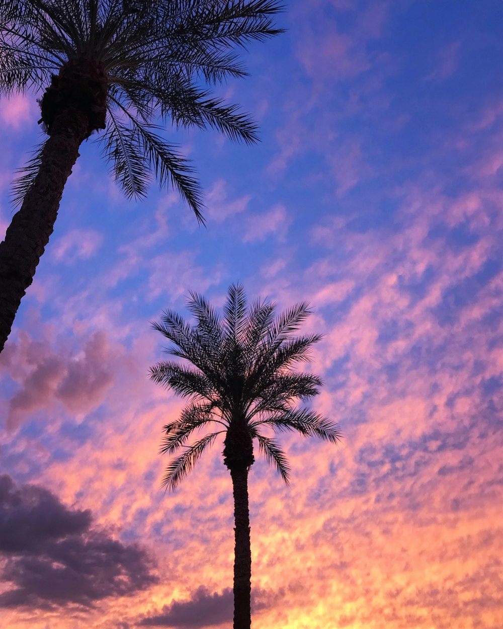 two sago palm tree during daytime