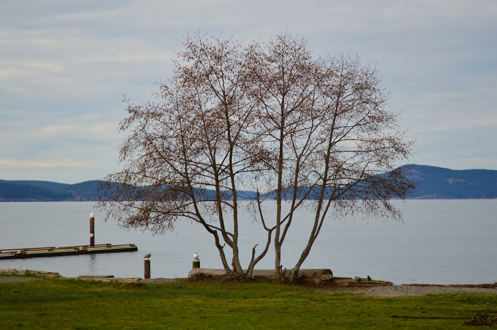 two trees by the body of water