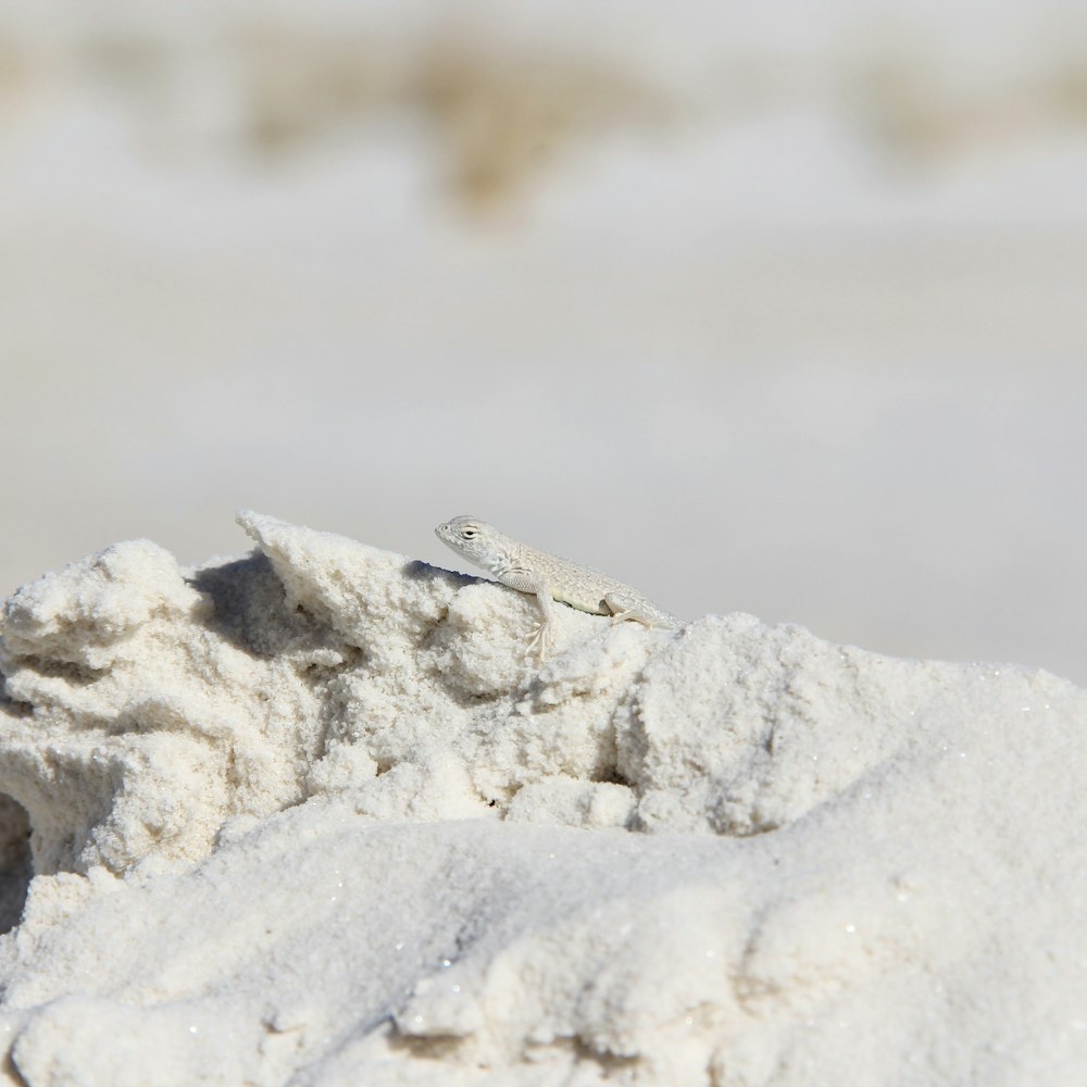 white lizard on top of white sand during daytime