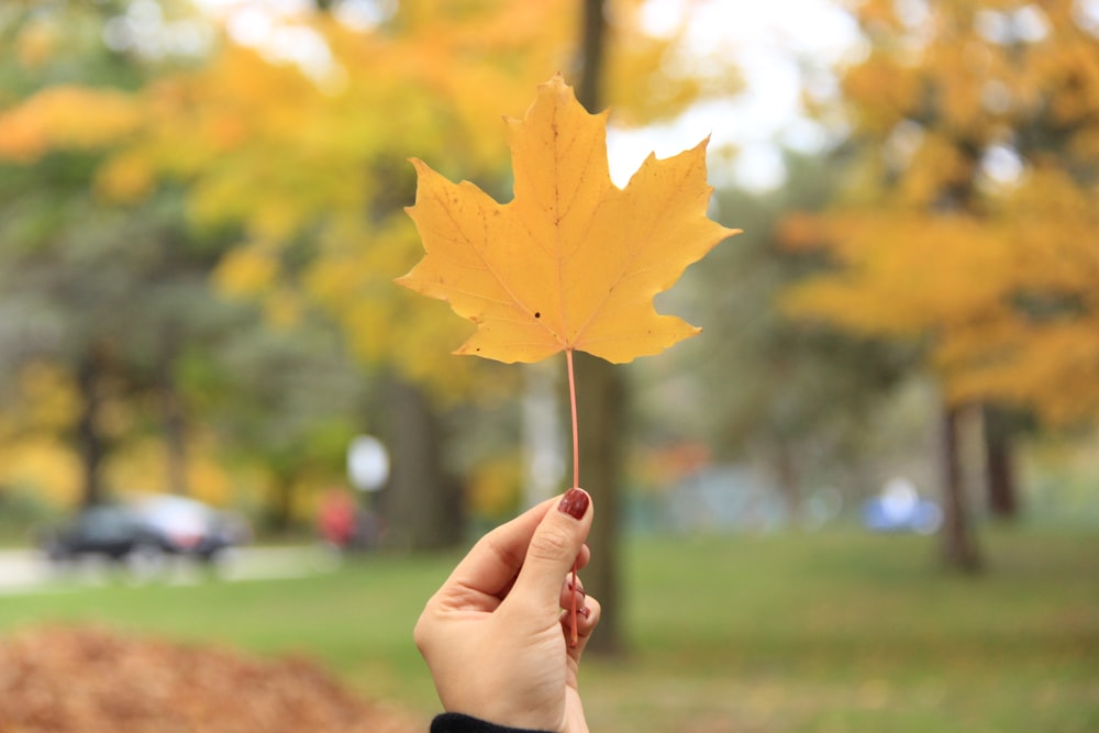 person holding single orange maple leaf