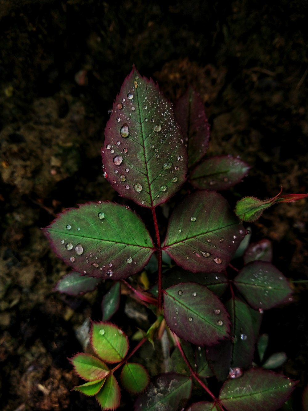 rocío de agua en las hojas verdes y granates de las plantas