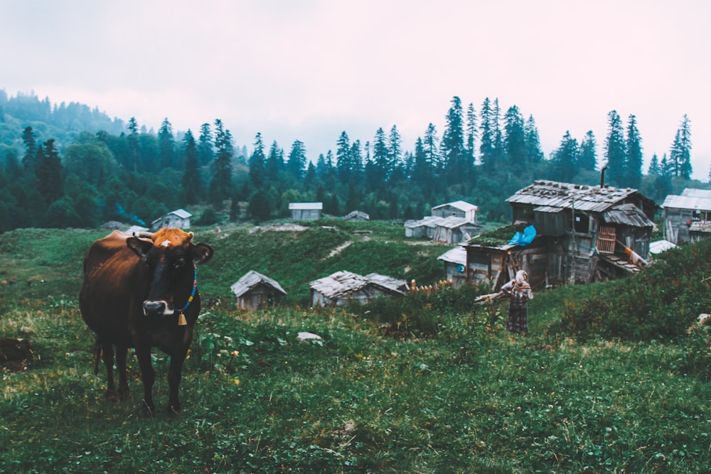 black cattle near gray wooden house during daytime