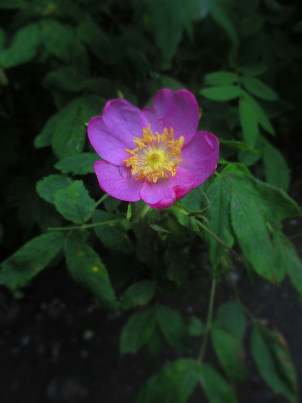 purple-petaled flower closeup photography