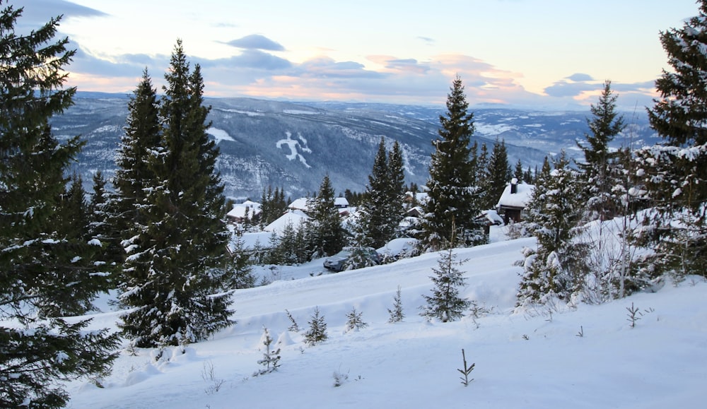 Tagsüber mit Schnee bedeckte Kiefer