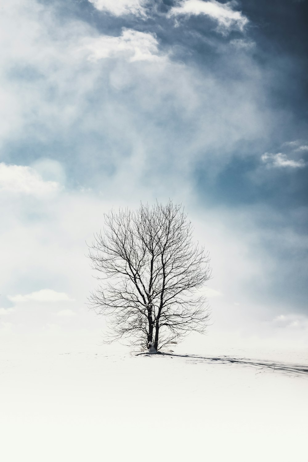 black tree during daytime