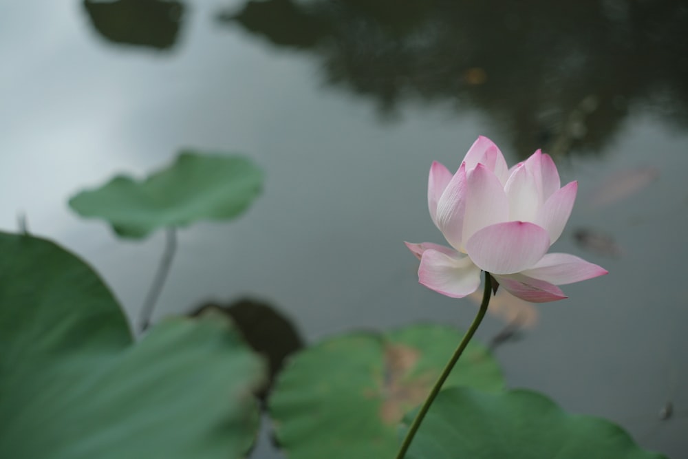 pink lily flower in close-up photography