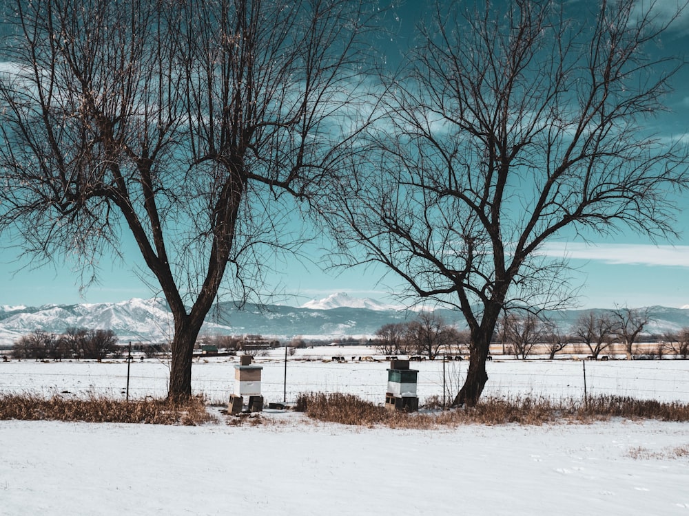 drums between two bare trees during daytime