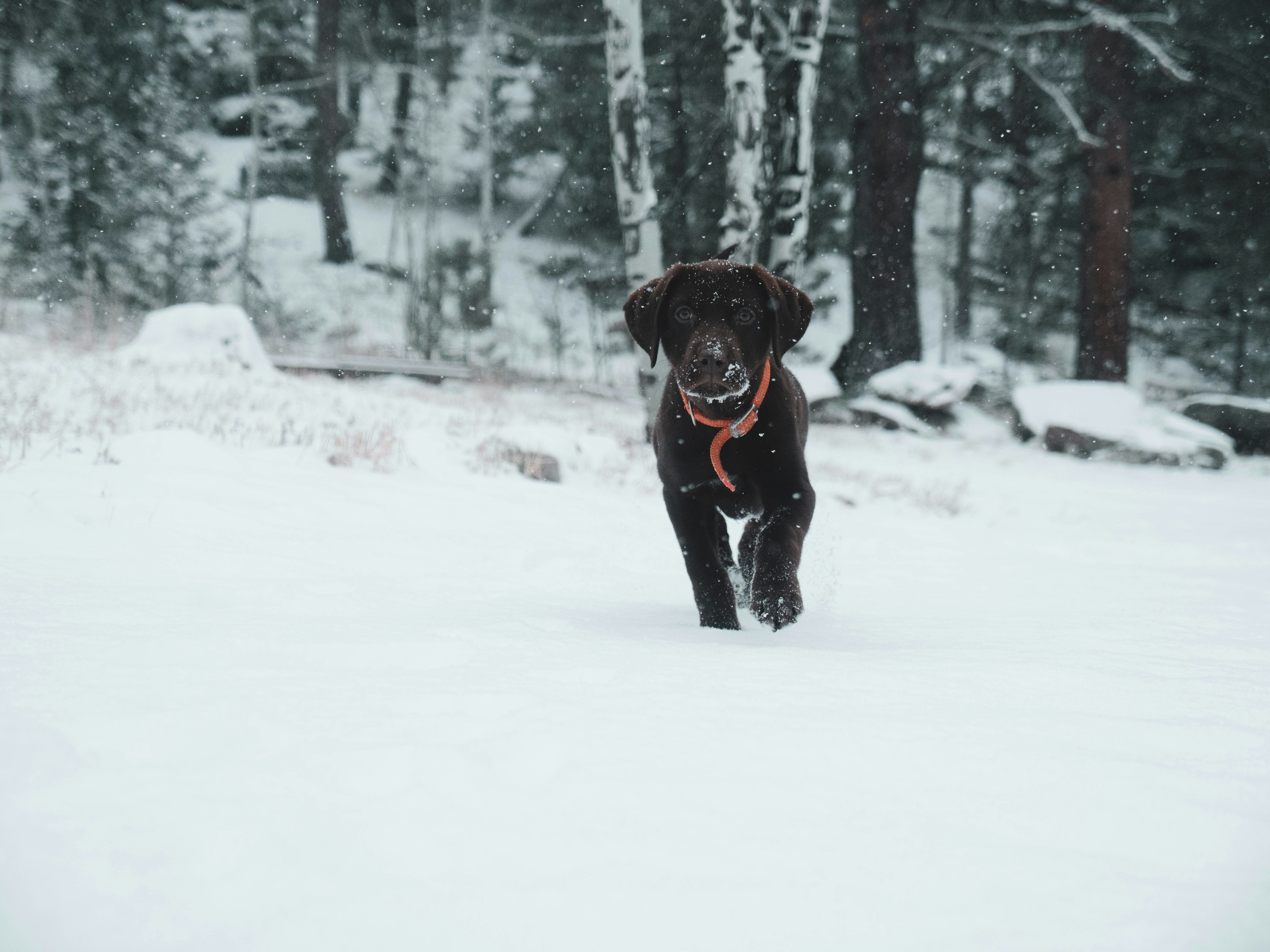 How to Keep Your Dog Healthy and Active in the Cold