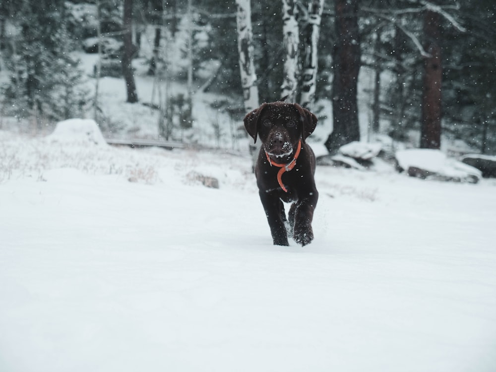 black Labrador retriever puppy standing on snow outdoor