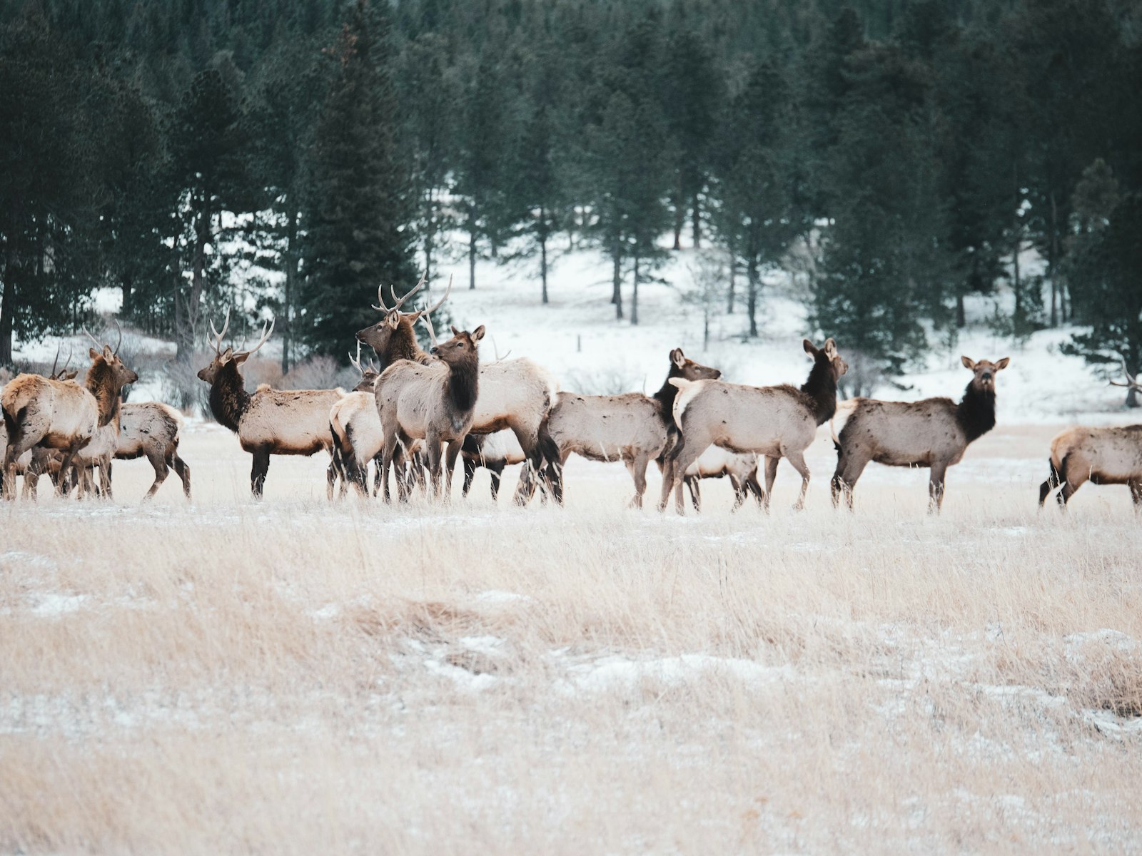 Panasonic Lumix G X Vario 35-100mm F2.8 OIS sample photo. Herd of deer outdoor photography