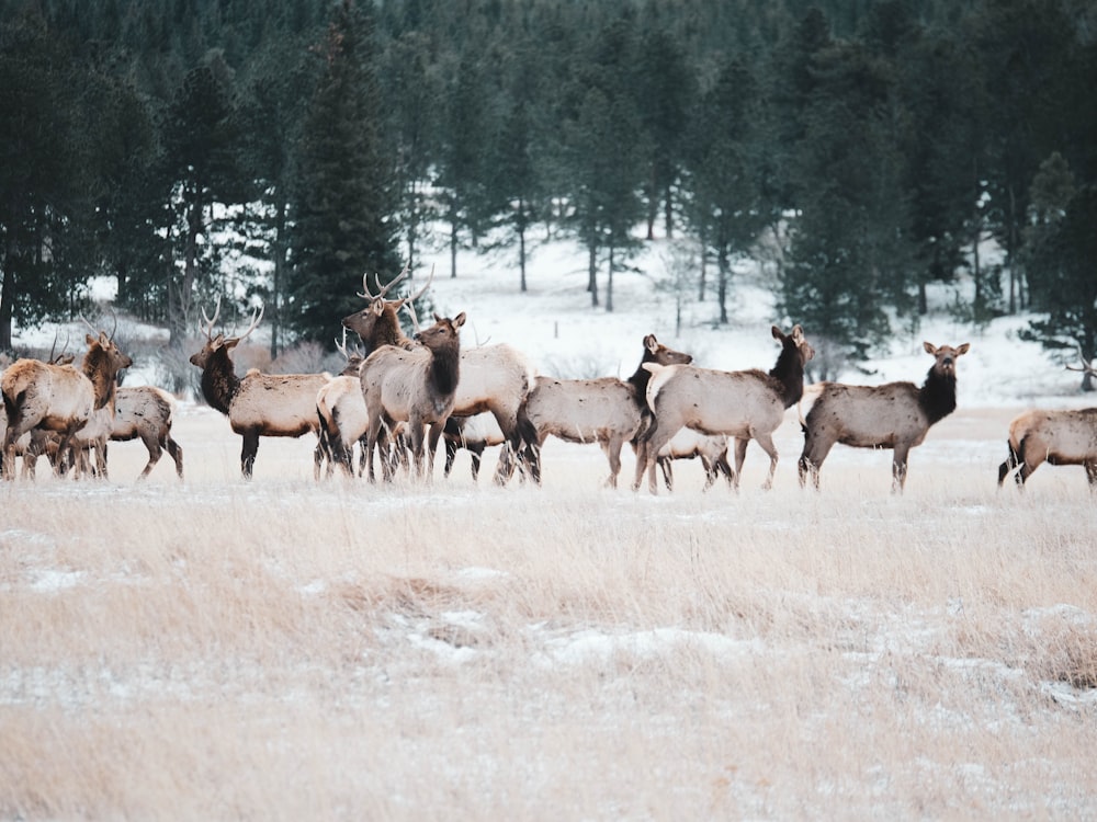 herd of deer outdoor during daytime