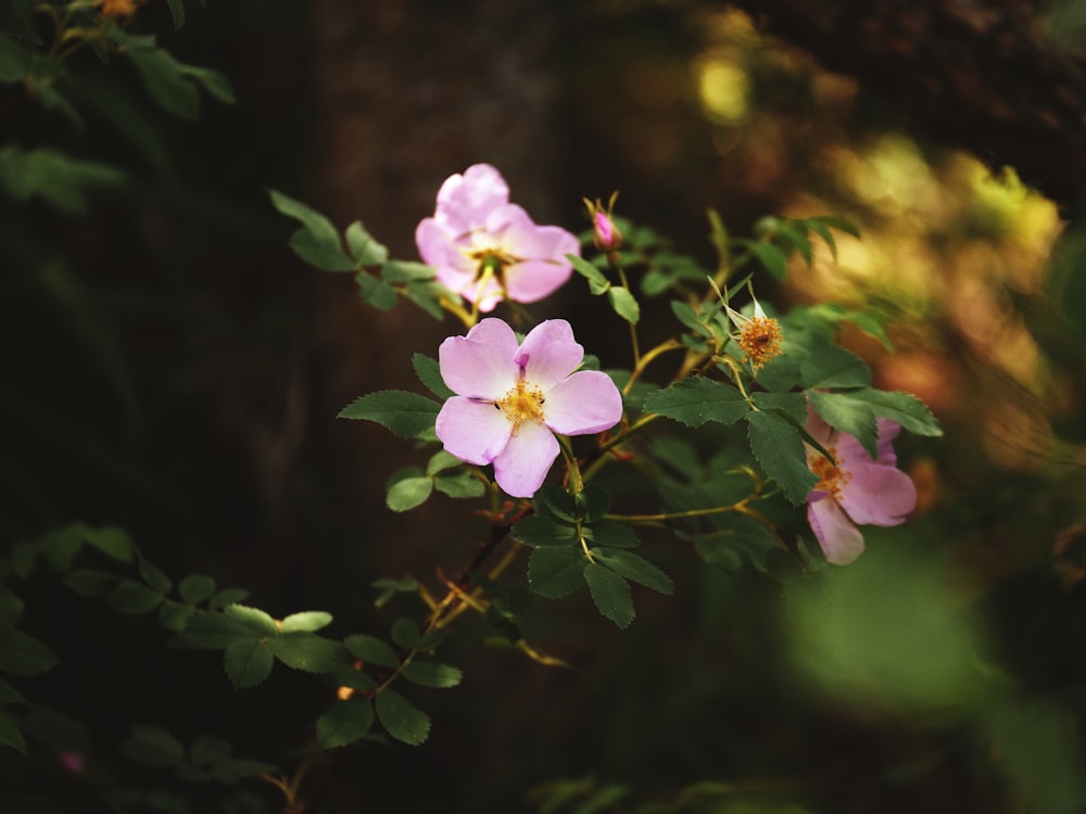 pink petaled flower bloom close-up photo