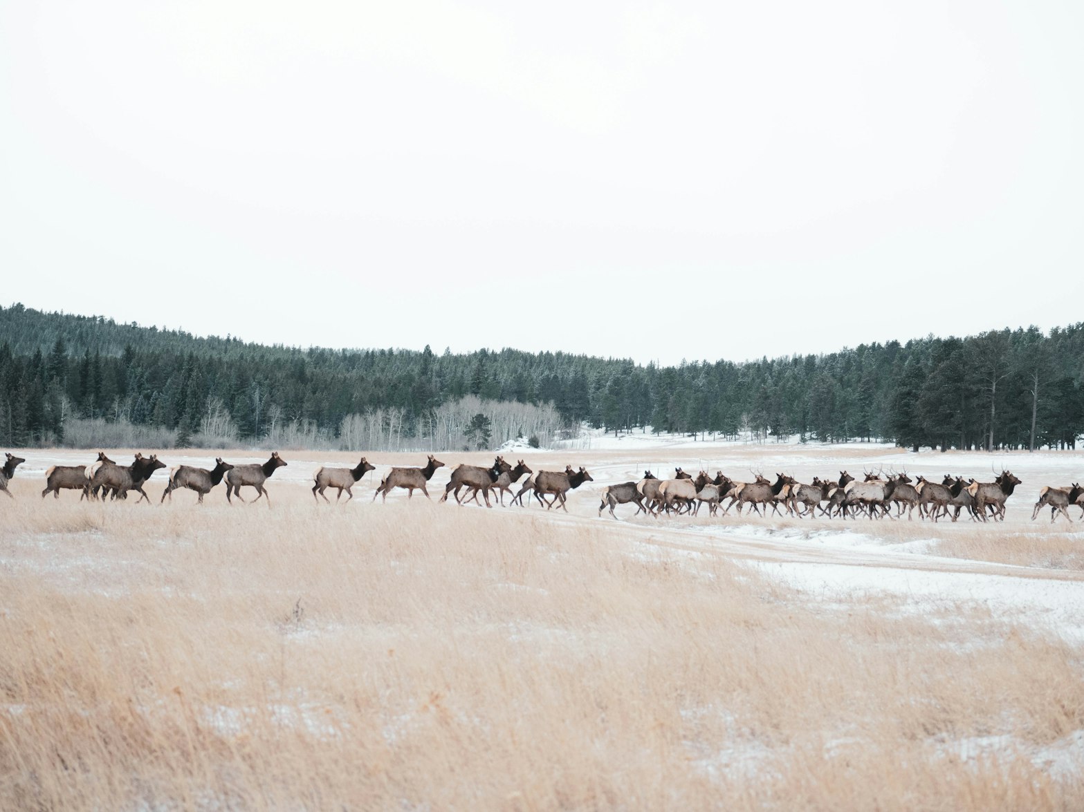 Stunning Video Shows Herd of Elk Running up a Hill Near Denver